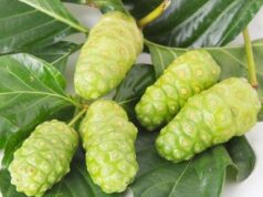 สมุนไพรรักษาโรคทางเดินอาหาร