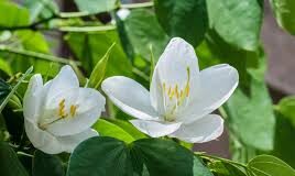 ส้มเสี้ยว ประโยชน์ดีๆ สรรพคุณเด่นๆและข้อมูลงานวิจัย