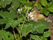 ผักเสี้ยน สรรพคุณและประโยชน์ของผักเสี้ยน 29 ข้อ !