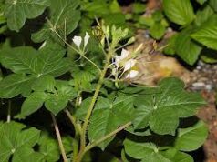 ผักเสี้ยน สรรพคุณและประโยชน์ของผักเสี้ยน 29 ข้อ !