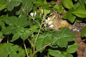 ผักเสี้ยน สรรพคุณและประโยชน์ของผักเสี้ยน 29 ข้อ !