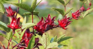 กระเจี๊ยบแดง (Roselle):สมุนไพรไทย ในรูปแบบเครื่องดื่ม อาหาร พร้อมสรรพคุณทางยารักษาโรค