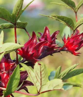 กระเจี๊ยบแดง (Roselle):สมุนไพรไทย ในรูปแบบเครื่องดื่ม อาหาร พร้อมสรรพคุณทางยารักษาโรค