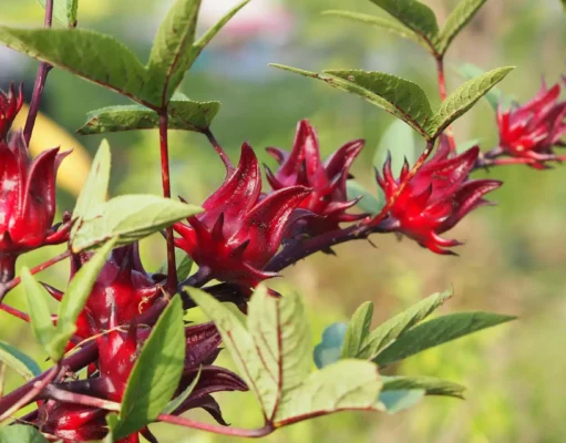 กระเจี๊ยบแดง (Roselle):สมุนไพรไทย ในรูปแบบเครื่องดื่ม อาหาร พร้อมสรรพคุณทางยารักษาโรค