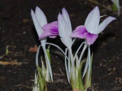 “ว่านหาวนอน” ไม้ป่ากินได้จากธรรมชาติ ที่มากกว่าความสวยงาม