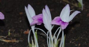 “ว่านหาวนอน” ไม้ป่ากินได้จากธรรมชาติ ที่มากกว่าความสวยงาม