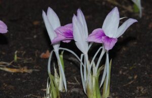 “ว่านหาวนอน” ไม้ป่ากินได้จากธรรมชาติ ที่มากกว่าความสวยงาม