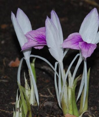 “ว่านหาวนอน” ไม้ป่ากินได้จากธรรมชาติ ที่มากกว่าความสวยงาม