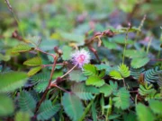 ไมยราบ ประโยชน์ดีๆ สรรพคุณเด่นๆ และข้อมูลงานวิจัย