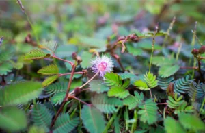 ไมยราบ ประโยชน์ดีๆ สรรพคุณเด่นๆ และข้อมูลงานวิจัย