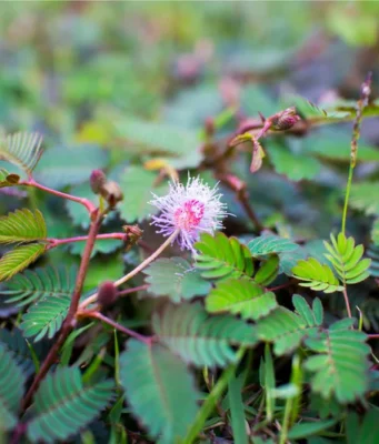 ไมยราบ ประโยชน์ดีๆ สรรพคุณเด่นๆ และข้อมูลงานวิจัย