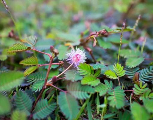 ไมยราบ ประโยชน์ดีๆ สรรพคุณเด่นๆ และข้อมูลงานวิจัย