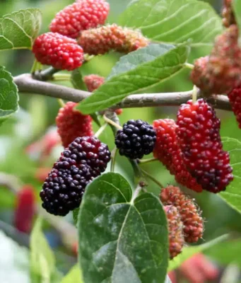 หม่อน สรรพคุณและประโยชน์ของต้นหม่อน ใบหม่อน 50 ข้อ !