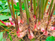 ข่า ประโยชน์ สรรพคุณ และข้อควรระวัง