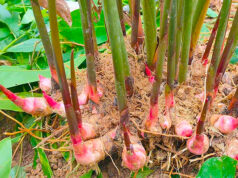 ข่า ประโยชน์ สรรพคุณ และข้อควรระวัง