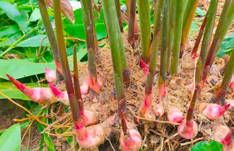 ข่า ประโยชน์ สรรพคุณ และข้อควรระวัง