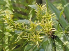 5 สรรพคุณและประโยชน์ของต้นค้อนหมาขาว ! (พร้าวพันลำ,คอนแคน)