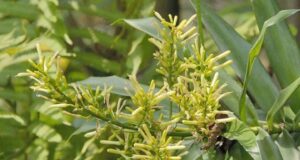 5 สรรพคุณและประโยชน์ของต้นค้อนหมาขาว ! (พร้าวพันลำ,คอนแคน)