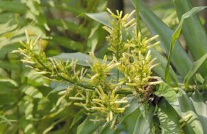 5 สรรพคุณและประโยชน์ของต้นค้อนหมาขาว ! (พร้าวพันลำ,คอนแคน)