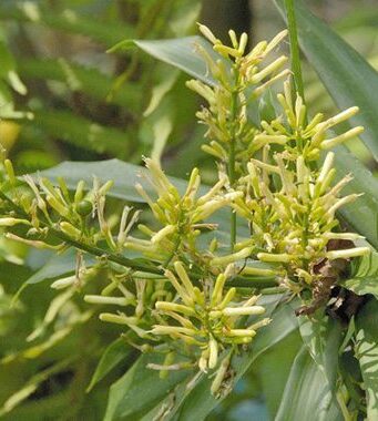 5 สรรพคุณและประโยชน์ของต้นค้อนหมาขาว ! (พร้าวพันลำ,คอนแคน)