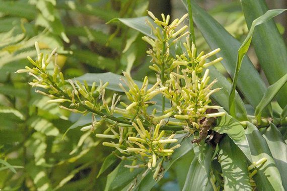 ดอกค้อนหมาขาว (1)