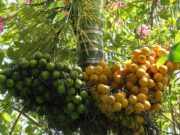 หมาก สรรพคุณและประโยชน์ของต้นหมาก 59 ข้อ !