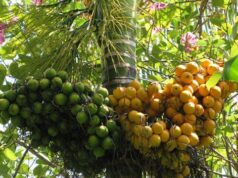 หมาก สรรพคุณและประโยชน์ของต้นหมาก 59 ข้อ !