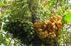 หมาก สรรพคุณและประโยชน์ของต้นหมาก 59 ข้อ !