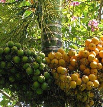 หมาก สรรพคุณและประโยชน์ของต้นหมาก 59 ข้อ !