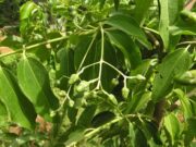 อบเชยต้น(เชียด) บำรุงกำลัง แก้ปวดศีรษะ จุกเสียดแน่นท้อง