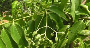 อบเชยต้น(เชียด) บำรุงกำลัง แก้ปวดศีรษะ จุกเสียดแน่นท้อง