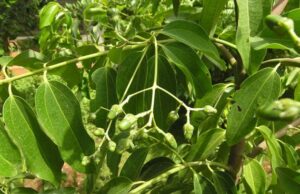 อบเชยต้น(เชียด) บำรุงกำลัง แก้ปวดศีรษะ จุกเสียดแน่นท้อง