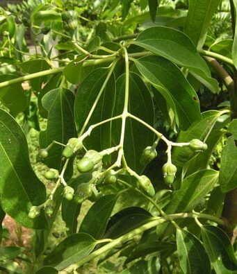 อบเชยต้น(เชียด) บำรุงกำลัง แก้ปวดศีรษะ จุกเสียดแน่นท้อง