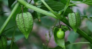 โทงเทง สรรพคุณและประโยชน์ของต้นโทงเทงฝรั่ง 42 ข้อ !