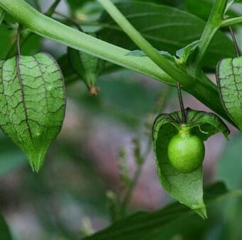 โทงเทง สรรพคุณและประโยชน์ของต้นโทงเทงฝรั่ง 42 ข้อ !