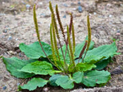 ผักกาดน้ำ (หญ้าเอ็นยืด) ประโยชน์ดีๆ สรรพคุณเด่นๆ และข้อมูลงานวิจัย