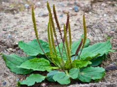 ผักกาดน้ำ (หญ้าเอ็นยืด) ประโยชน์ดีๆ สรรพคุณเด่นๆ และข้อมูลงานวิจัย