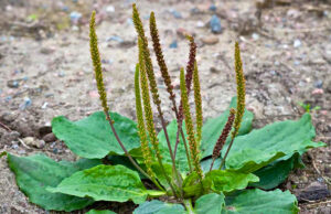 ผักกาดน้ำ (หญ้าเอ็นยืด) ประโยชน์ดีๆ สรรพคุณเด่นๆ และข้อมูลงานวิจัย