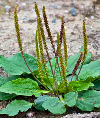 ผักกาดน้ำ (หญ้าเอ็นยืด) ประโยชน์ดีๆ สรรพคุณเด่นๆ และข้อมูลงานวิจัย