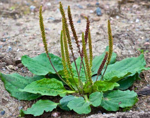 ผักกาดน้ำ (หญ้าเอ็นยืด) ประโยชน์ดีๆ สรรพคุณเด่นๆ และข้อมูลงานวิจัย