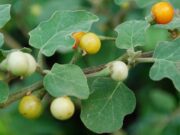 มะแว้ง สรรพคุณและประโยชน์ของมะแว้งต้น 30 ข้อ !