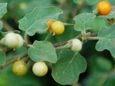 มะแว้ง สรรพคุณและประโยชน์ของมะแว้งต้น 30 ข้อ !