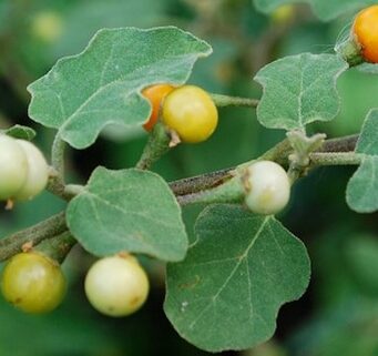 มะแว้ง สรรพคุณและประโยชน์ของมะแว้งต้น 30 ข้อ !