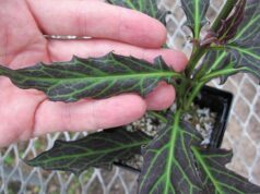 สรรพคุณและประโยชน์ของว่านมหากาฬ ! (ต้นว่านมหากาฬ)