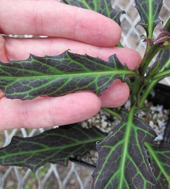 สรรพคุณและประโยชน์ของว่านมหากาฬ ! (ต้นว่านมหากาฬ)