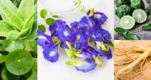 10 สุดยอดสมุนไพรที่ช่วยบำรุงผมให้แข็งแรง สวย ไม่หลุดร่วง