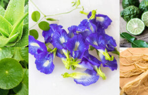 10 สุดยอดสมุนไพรที่ช่วยบำรุงผมให้แข็งแรง สวย ไม่หลุดร่วง