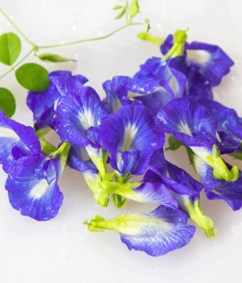 10 สุดยอดสมุนไพรที่ช่วยบำรุงผมให้แข็งแรง สวย ไม่หลุดร่วง