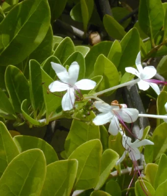 สํามะงา สรรพคุณและประโยชน์ของต้นสำมะงา 13 ข้อ !