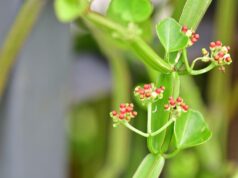 วิธีรักษาริดสีดวงด้วยตัวเอง ทั้งแผนปัจจุบันและแผนทางเลือก